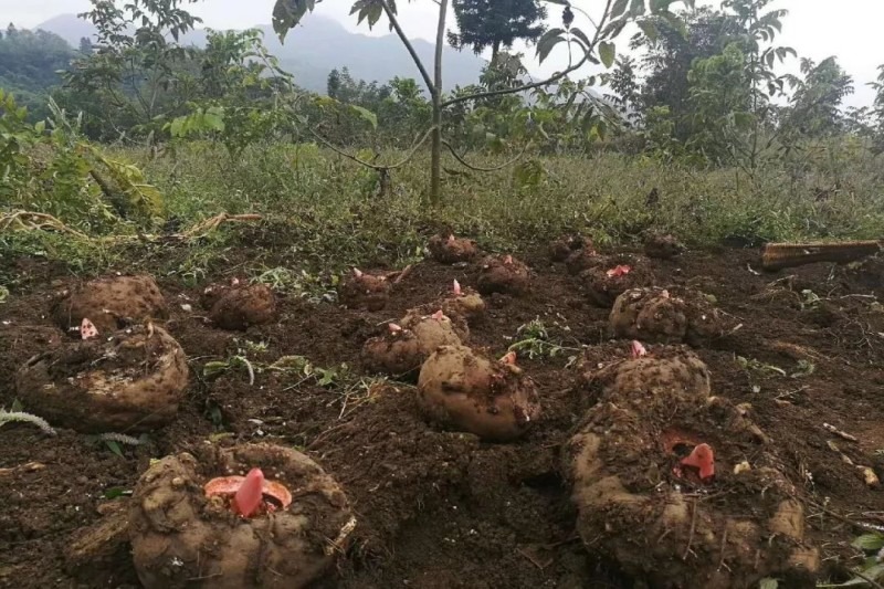 农村种什么一年能赚20万,现在农村种植什么比较收益大