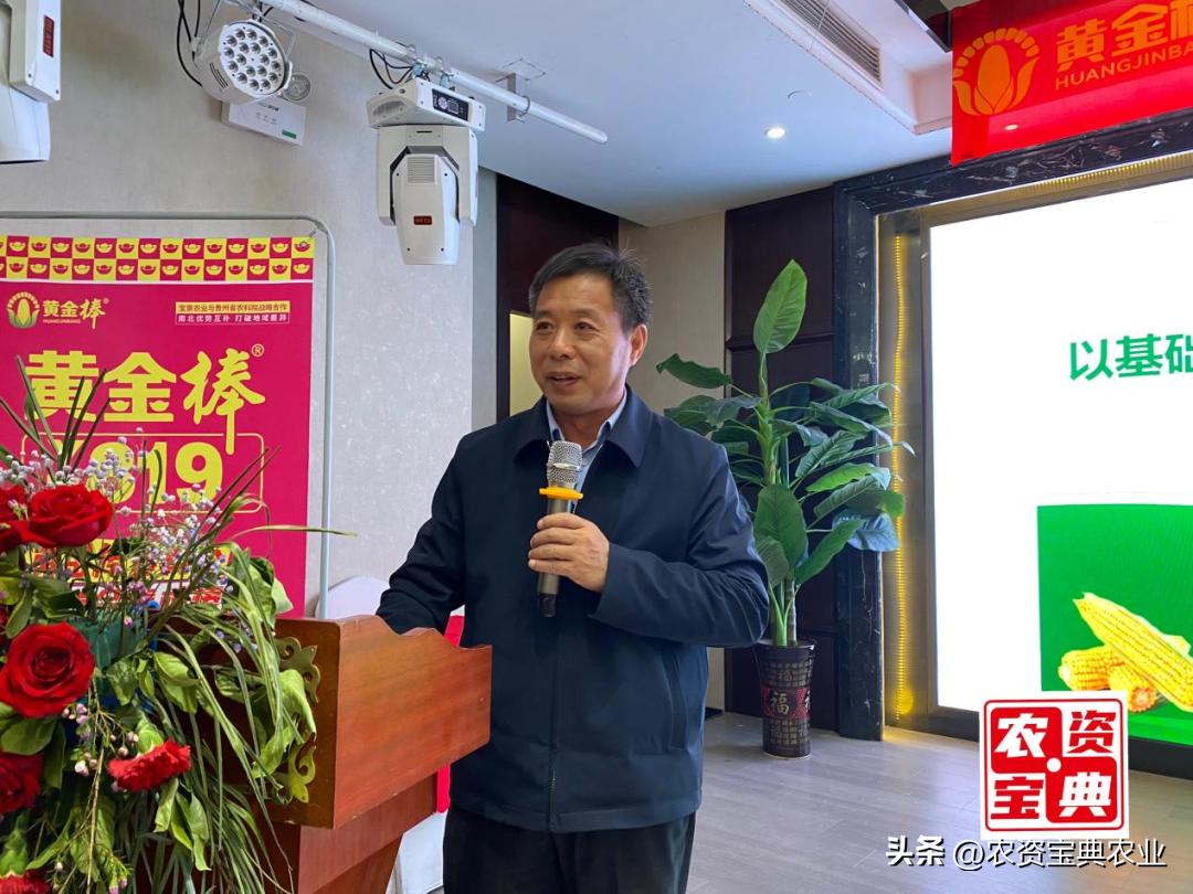 黄金棒819玉米种介绍,玉米种黄金棒918