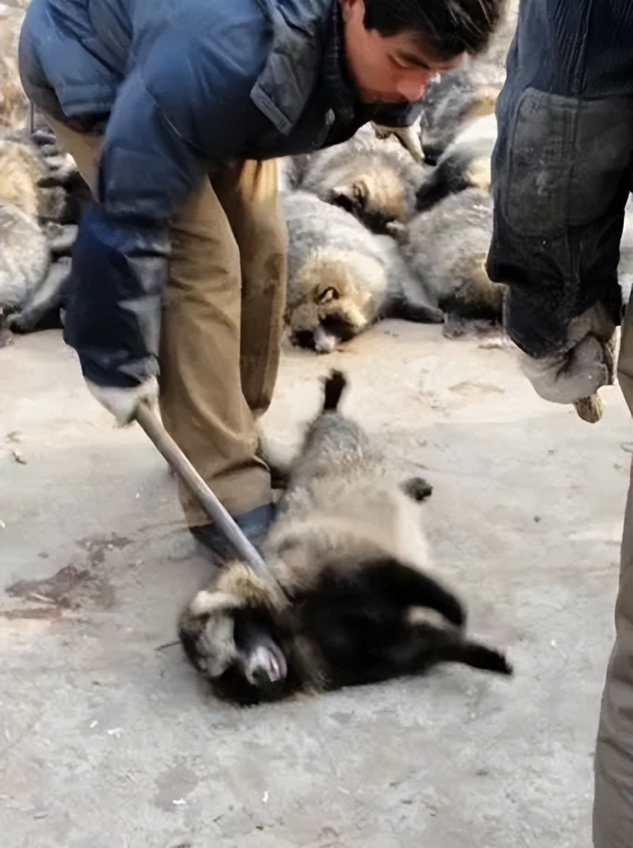 无良商家为了赚钱，竟剥猫皮做毛皮大衣…