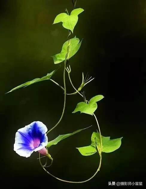 小小牵牛花鲜艳夺目,小小牵牛花教学