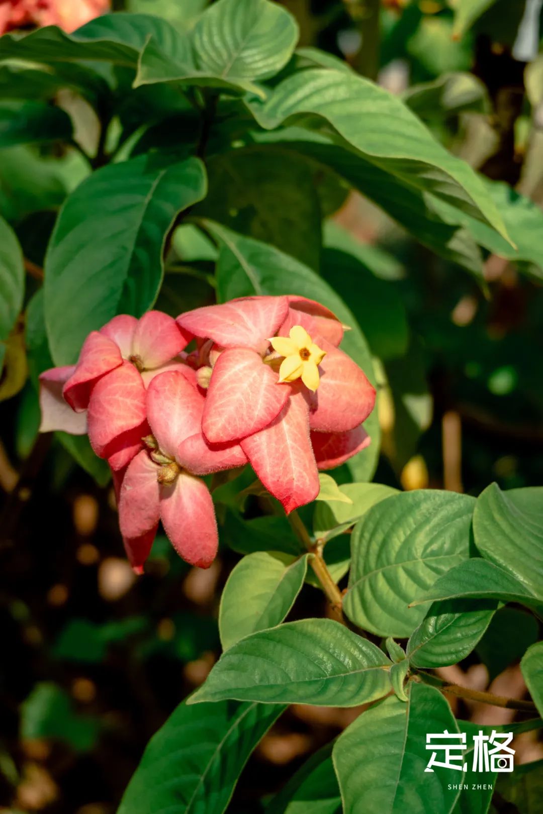 深圳湾流花山花海,深圳蝴蝶谷花海图片