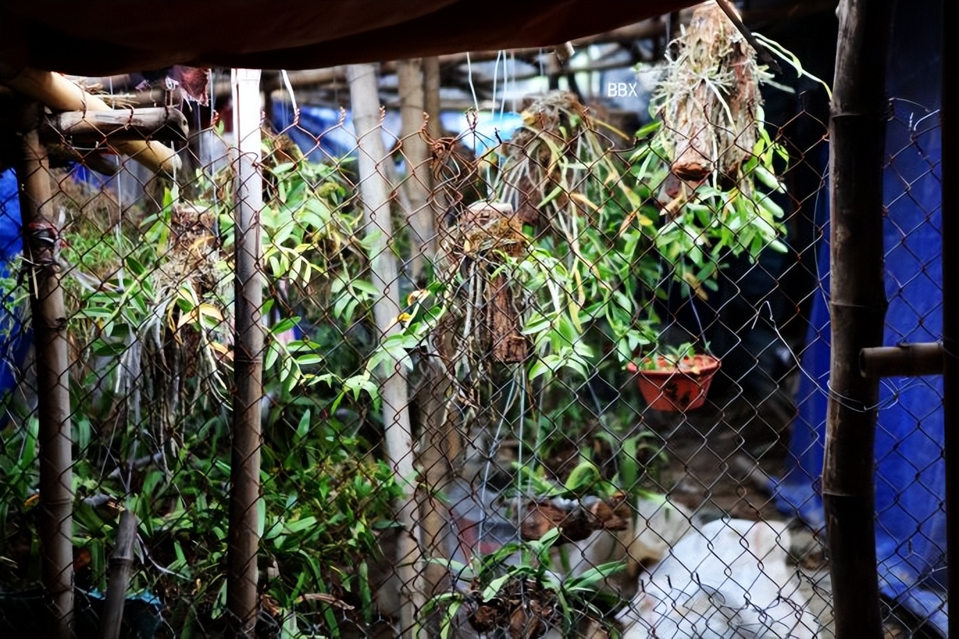 中越边境越南的露天集市,高平集市