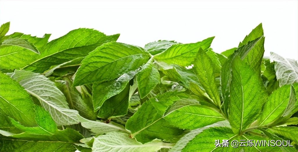 翠叶吹凉冷香飞留兰香浓醉晨昏