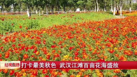 武汉随处而见的花海美景,武汉金黄花海