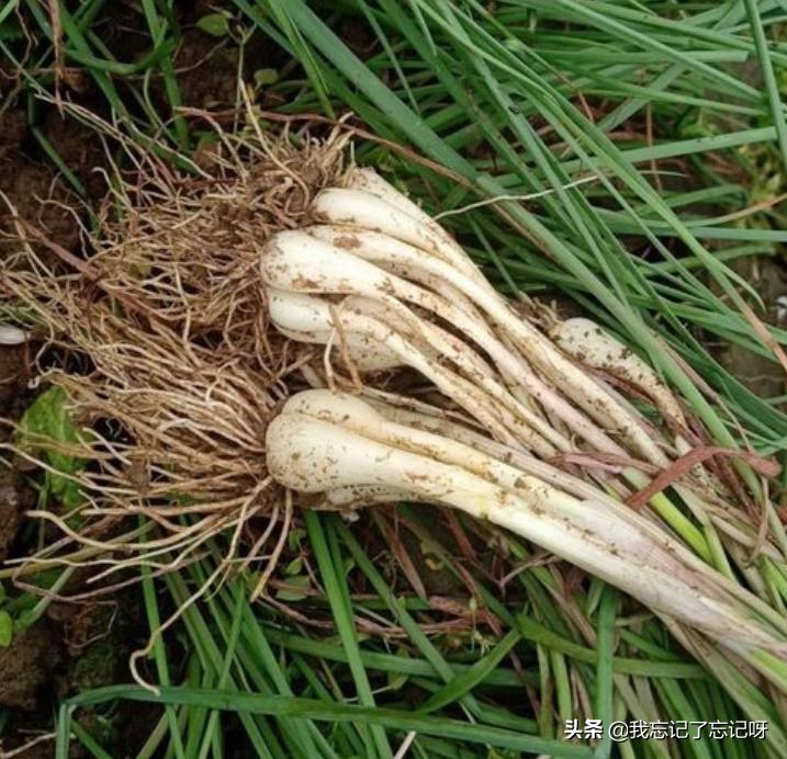 阳台种植水果用什么肥料好,适合阳台种植的水果有哪些