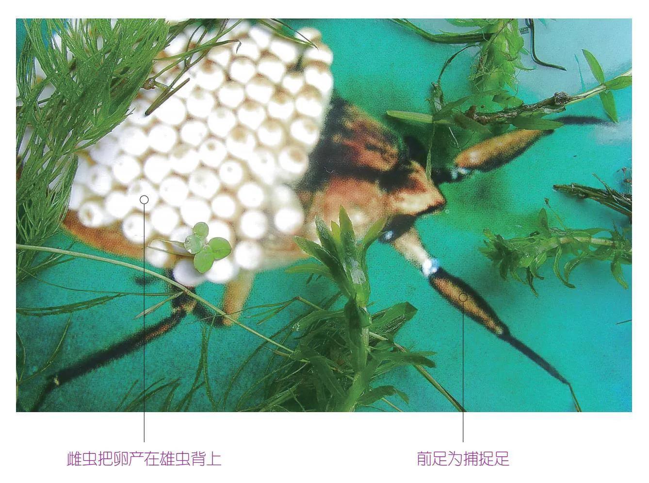 30种可以吃且美味的虫子图,33种昆虫图片大全