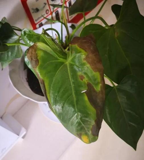 红掌叶子发黄焦边干枯掉叶掉花,红掌叶子枯萎了怎么补救