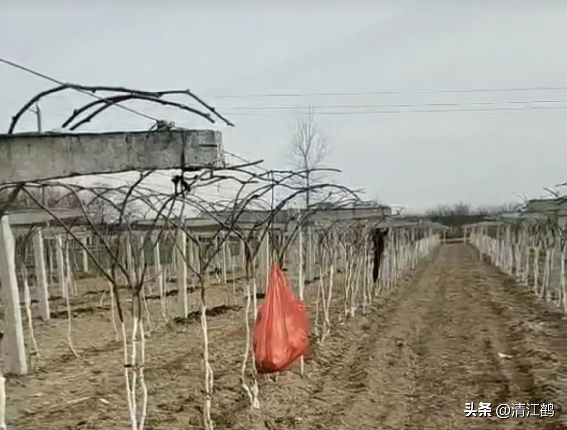 今年猕猴桃树冻害哪个省严重,猕猴桃如何防霜防寒