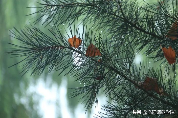 当洛师邂逅43种中国传统色……