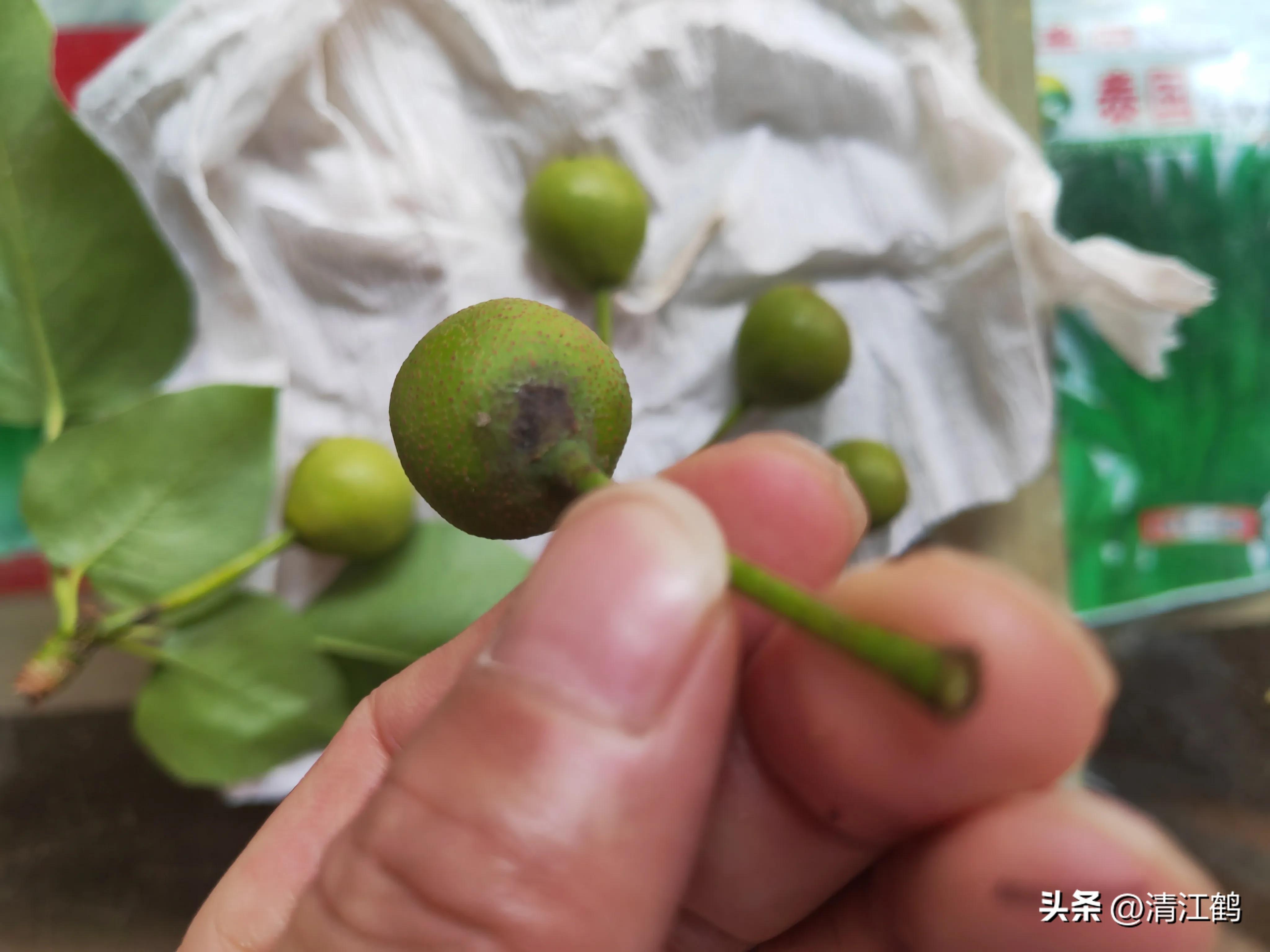 治疗黑星病的特效药物有哪些,黑星病的克星是啥药