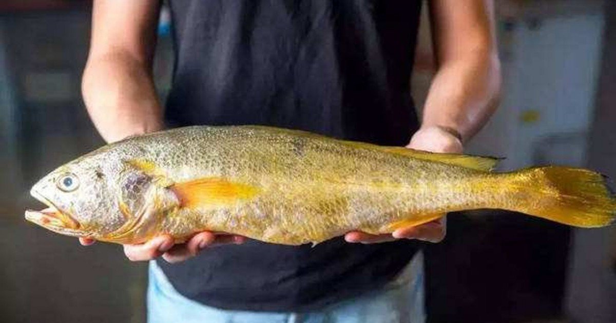 福建大黄鱼多少钱一斤,15斤大黄鱼能卖多少钱一斤