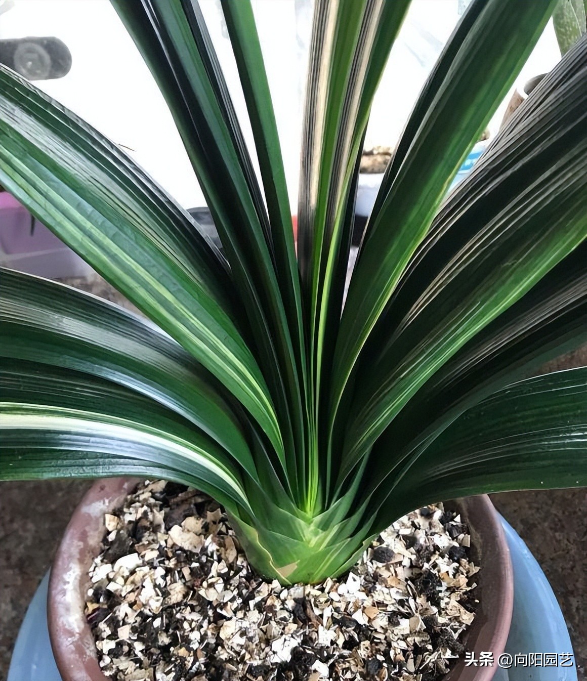 君子兰买小苗好还是大苗好,网上买的裸根君子兰种植方法步骤