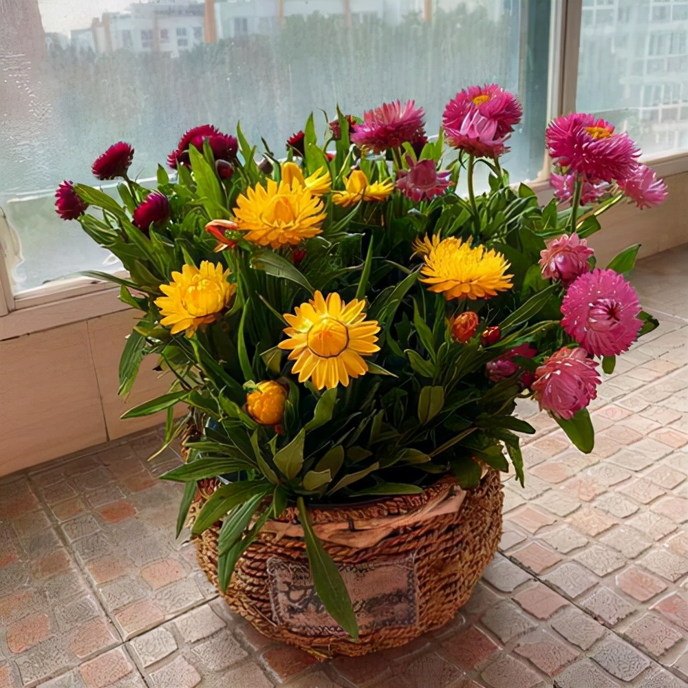 永生花蜡菊,蜡菊开几个月的花