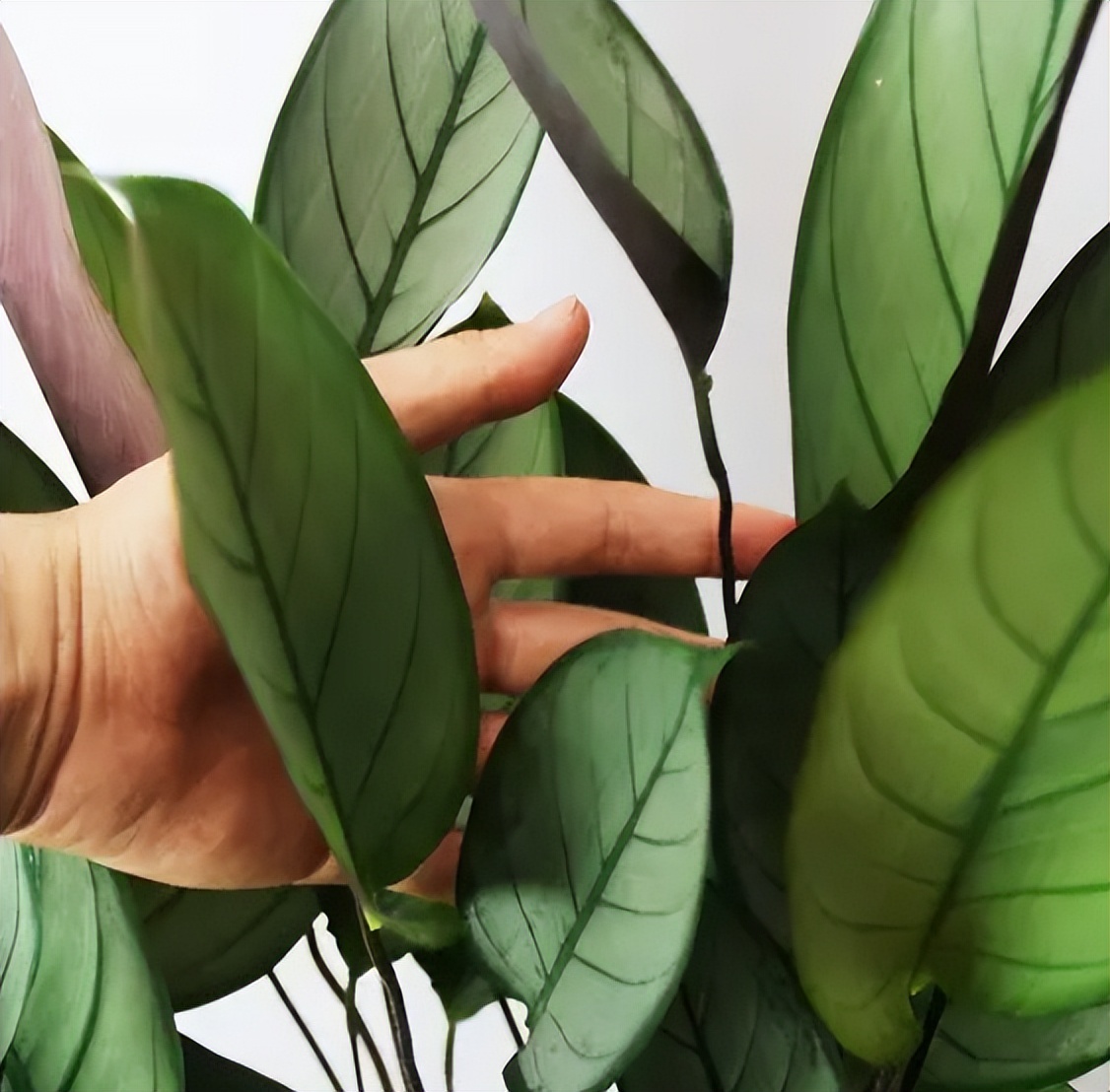 观赏植物黄叶为啥,竹芋绿植叶子焦边怎么办