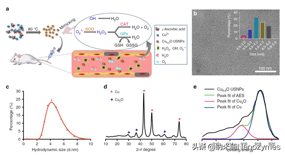 Nat.Commun.|超小铜基纳米酶清除活性氧及缓解炎症相关疾病