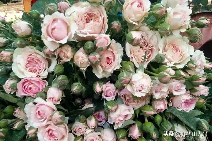 微型月季嫁接最佳品种,丰花微型月季品种有哪些