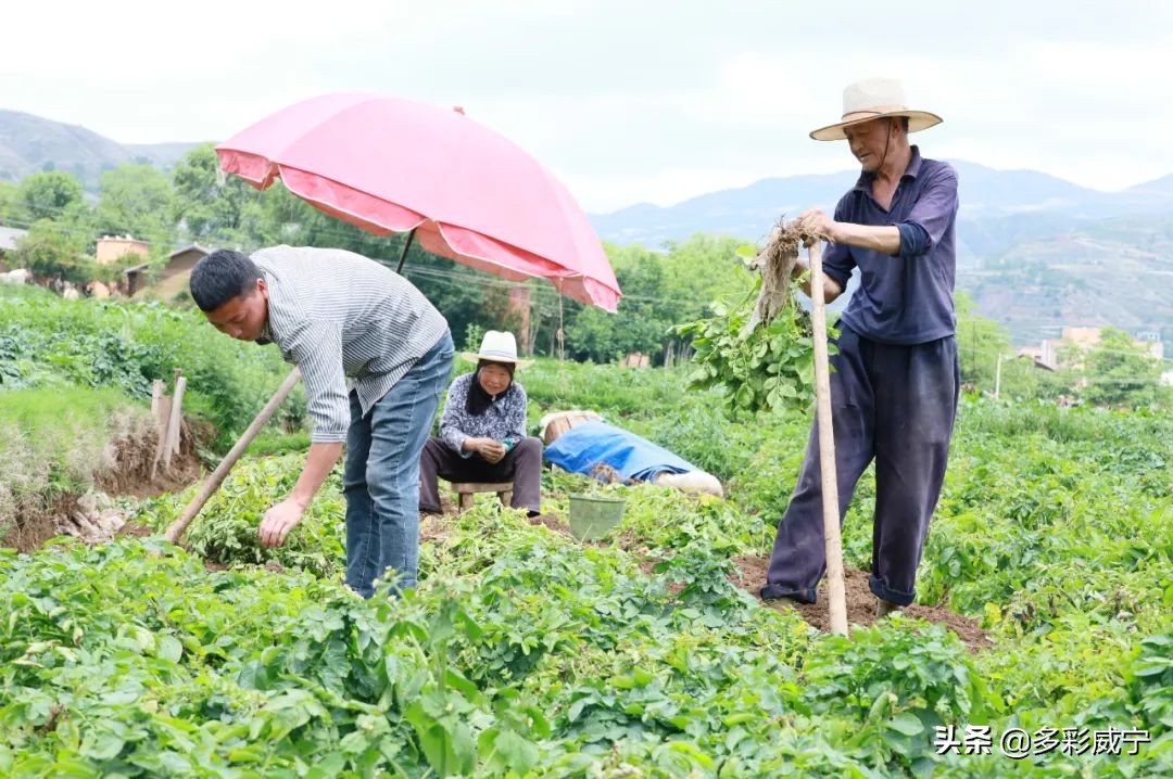 黑水镇万亩马铃薯迎来丰收季,建平镇5000亩马铃薯喜获丰收