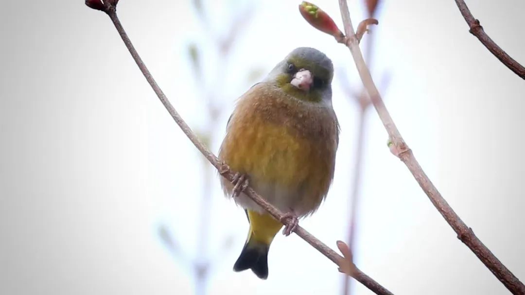 师大寻鸟记，这些小可爱，你都见过吗？
