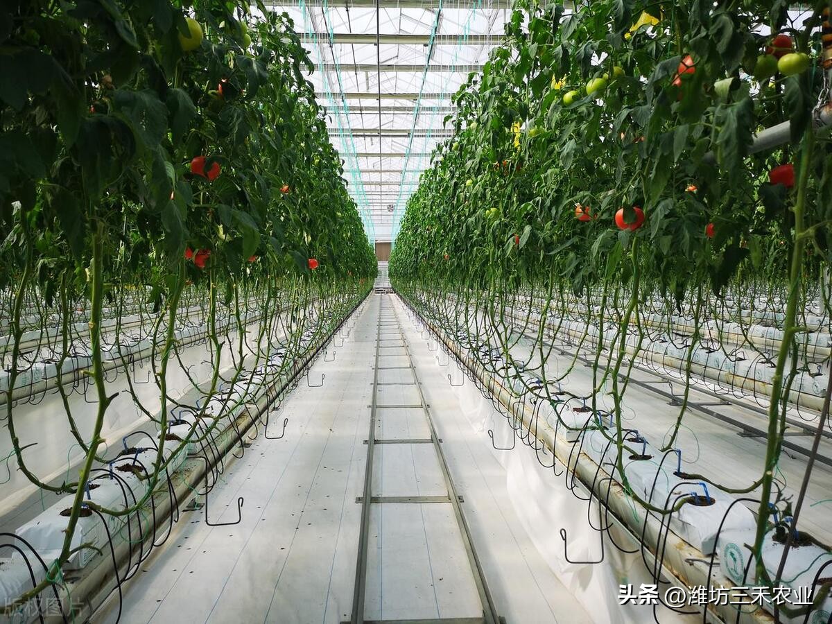 温室大棚的好处有哪些？温室大棚如何提高产量和利润