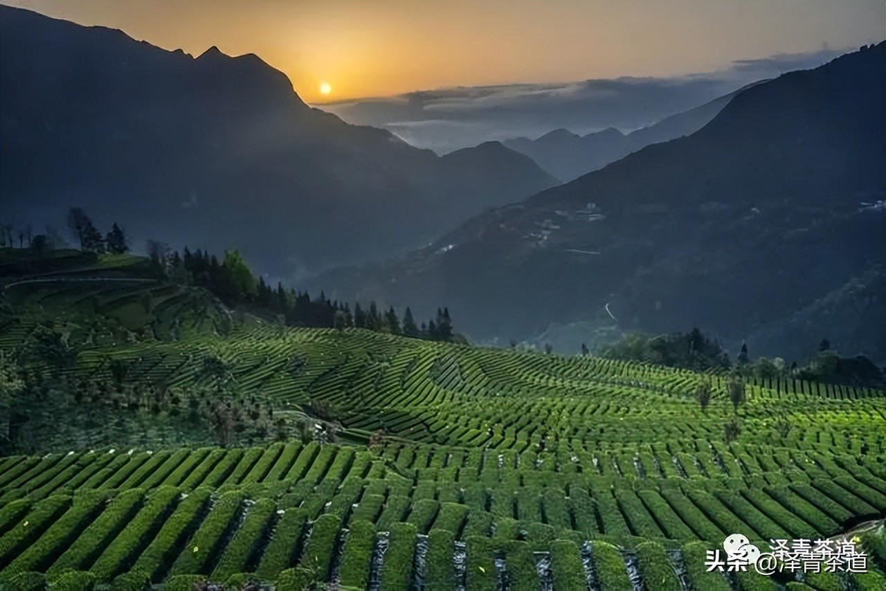 中国茶叶第一产茶大省,陕西中国茶叶第一大省