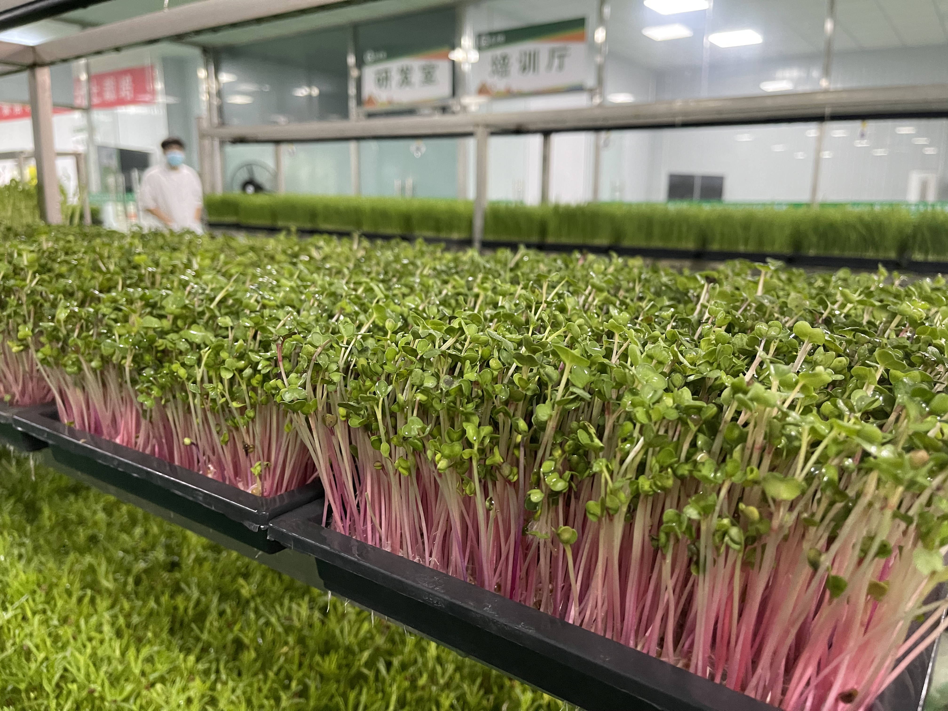 临沂芽苗菜栽培技术学习,山东潍坊芽苗菜技术哪家最强