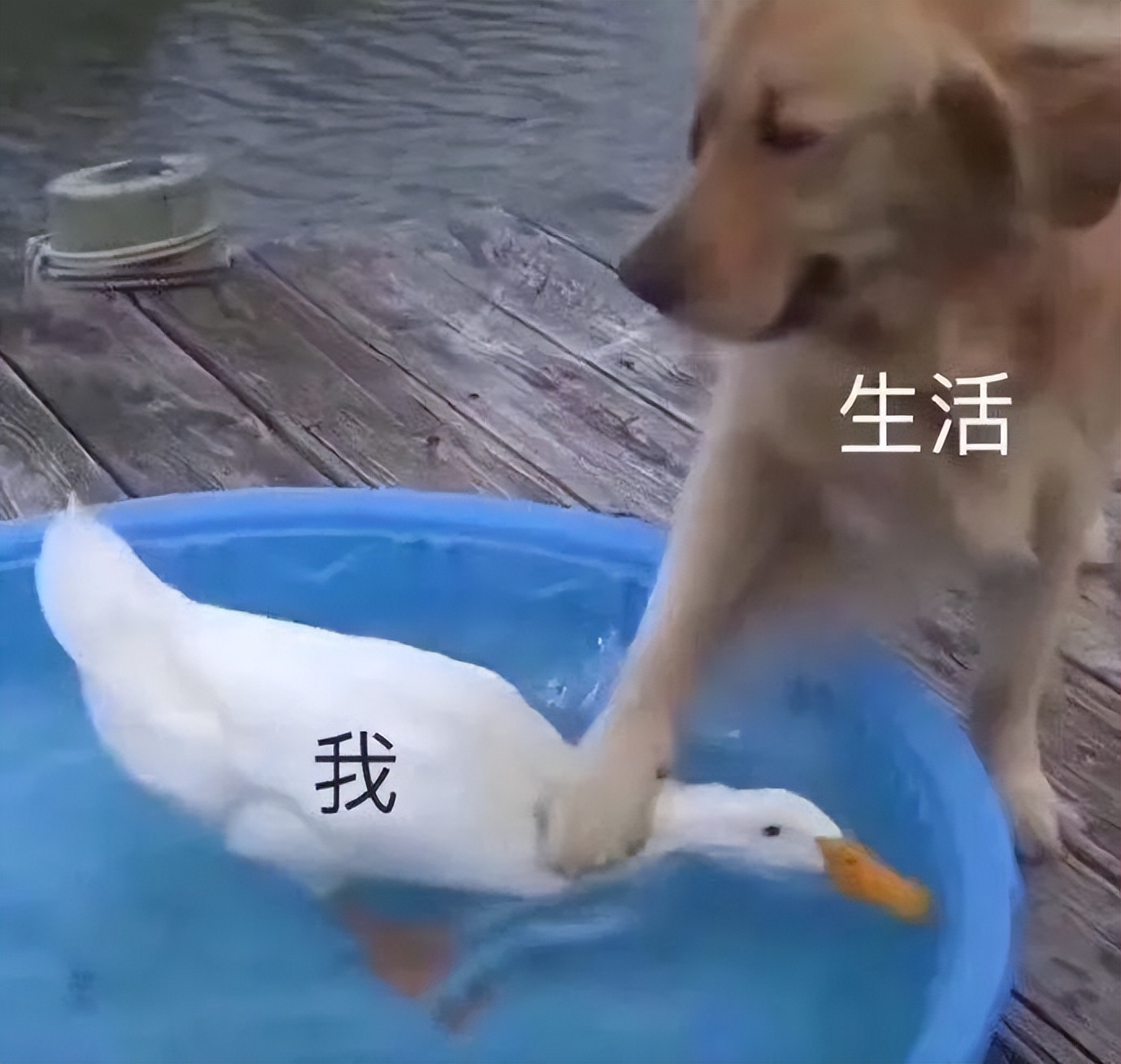 谁懂啊！回南天的养狗人家，惨过住鸡圈！pang臭！