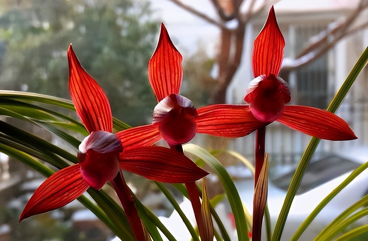 最香名贵十种兰花,老花匠都爱养的2款名贵兰花