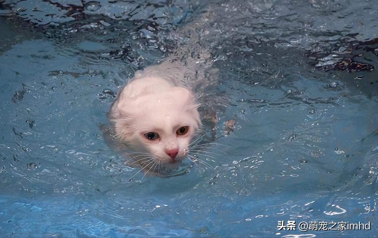猫咪为啥会这么怕水?