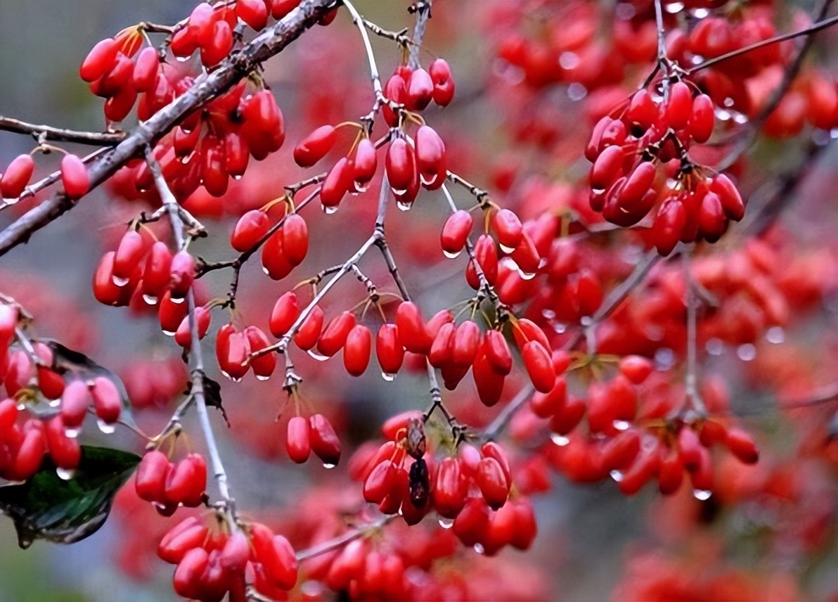 仔猪大肠杆菌性腹泻的防治