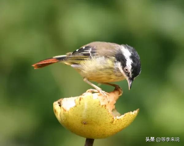 成都动物园里有啥,深圳野生动物园值得去吗