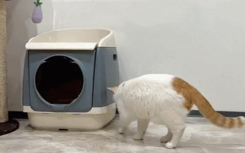 双眼失明的小猫,双目失明小猫