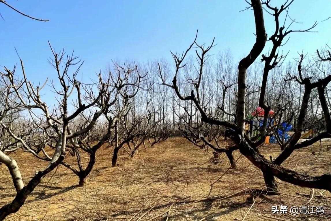 果树清园是先杀虫还是杀菌,果树清园管理方法