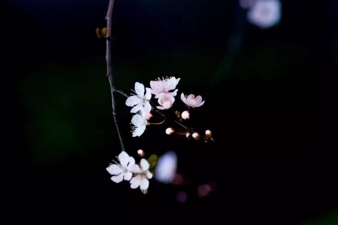 黑色背景高级感视频怎么拍,手机壁纸黑色系高级感