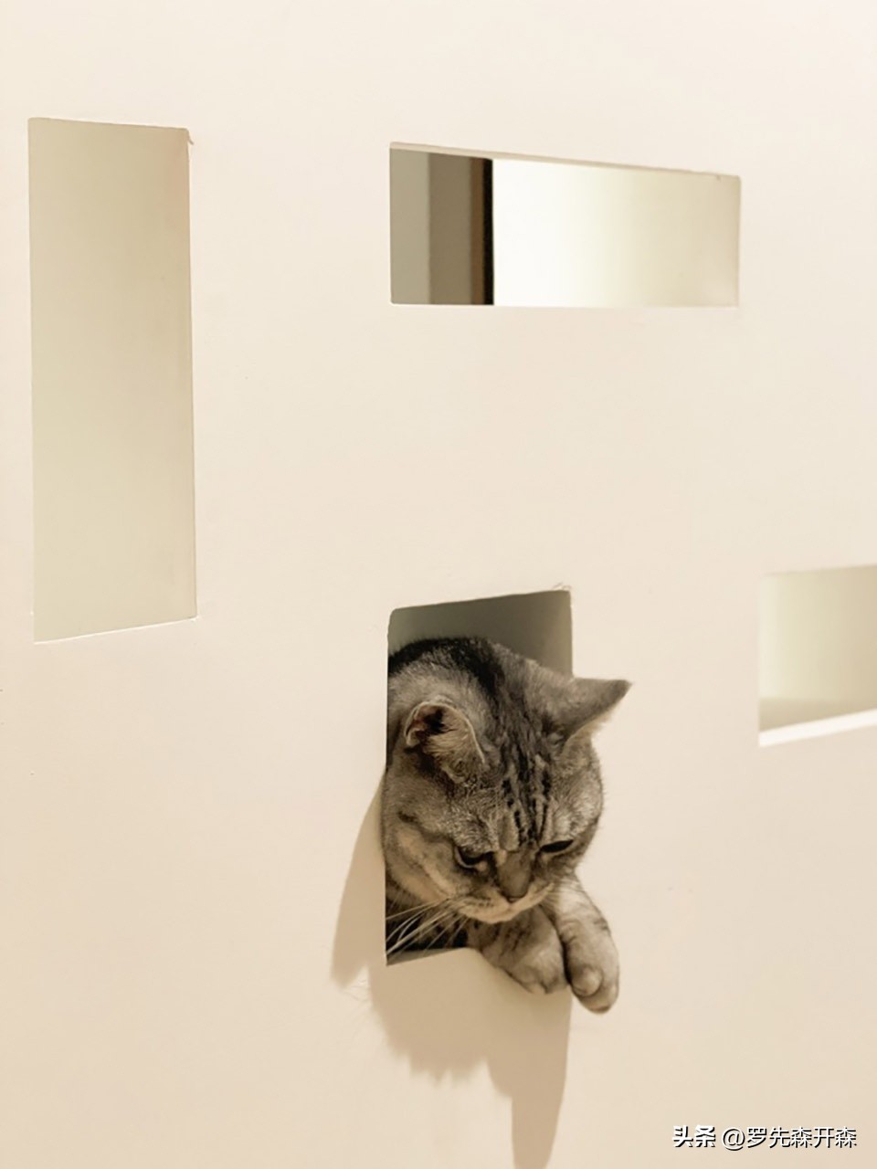 猫猫避难猫窝,猫猫居住小窝