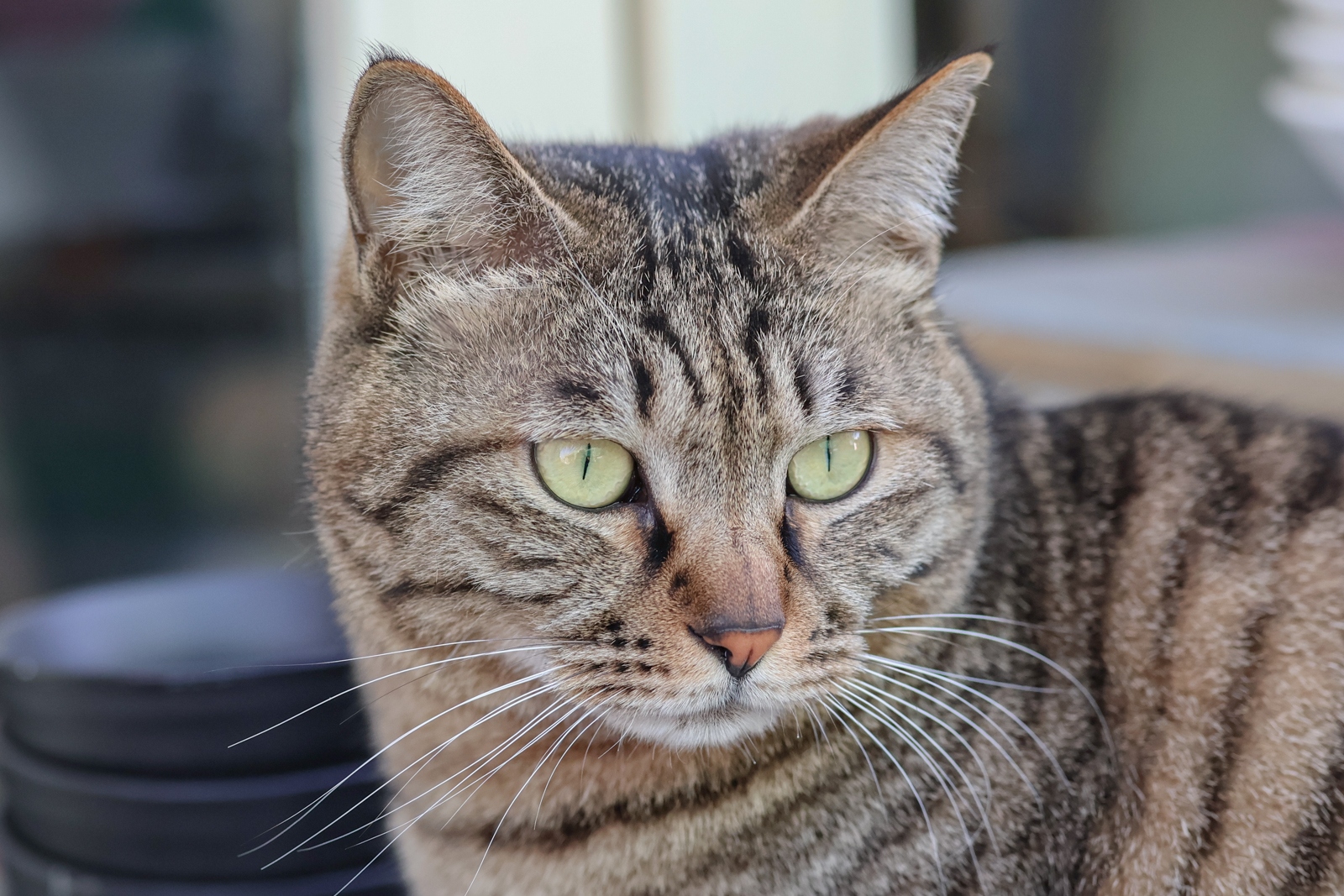 佳能eosr50深度评测,佳能eosr50优缺点