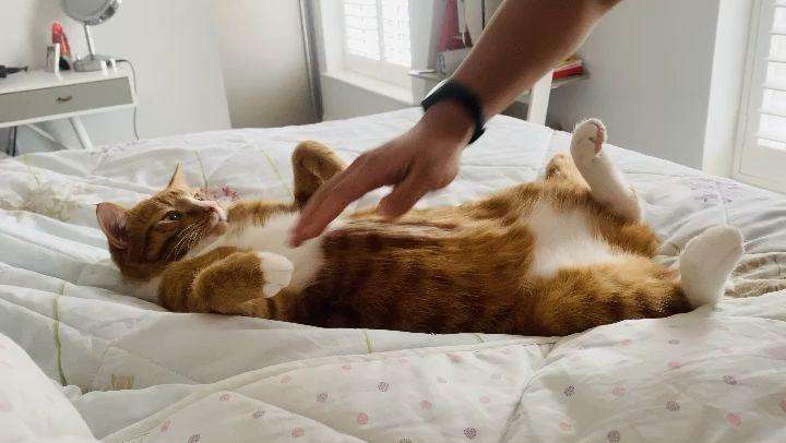 猫咪躺下露肚子代表什么,原来猫咪露肚子有这些含义