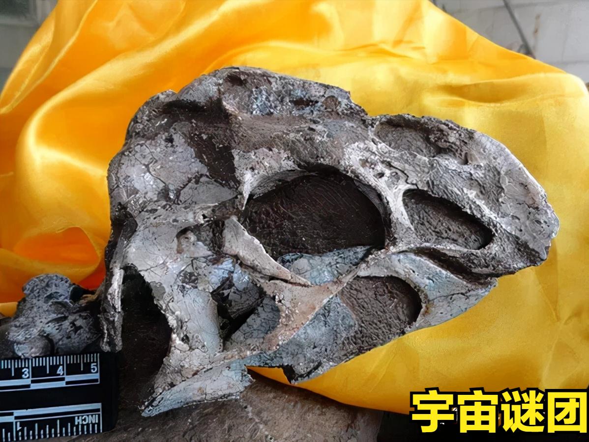 恐龙小百科认识更多的恐龙,恐龙大百科里有什么没见过的恐龙