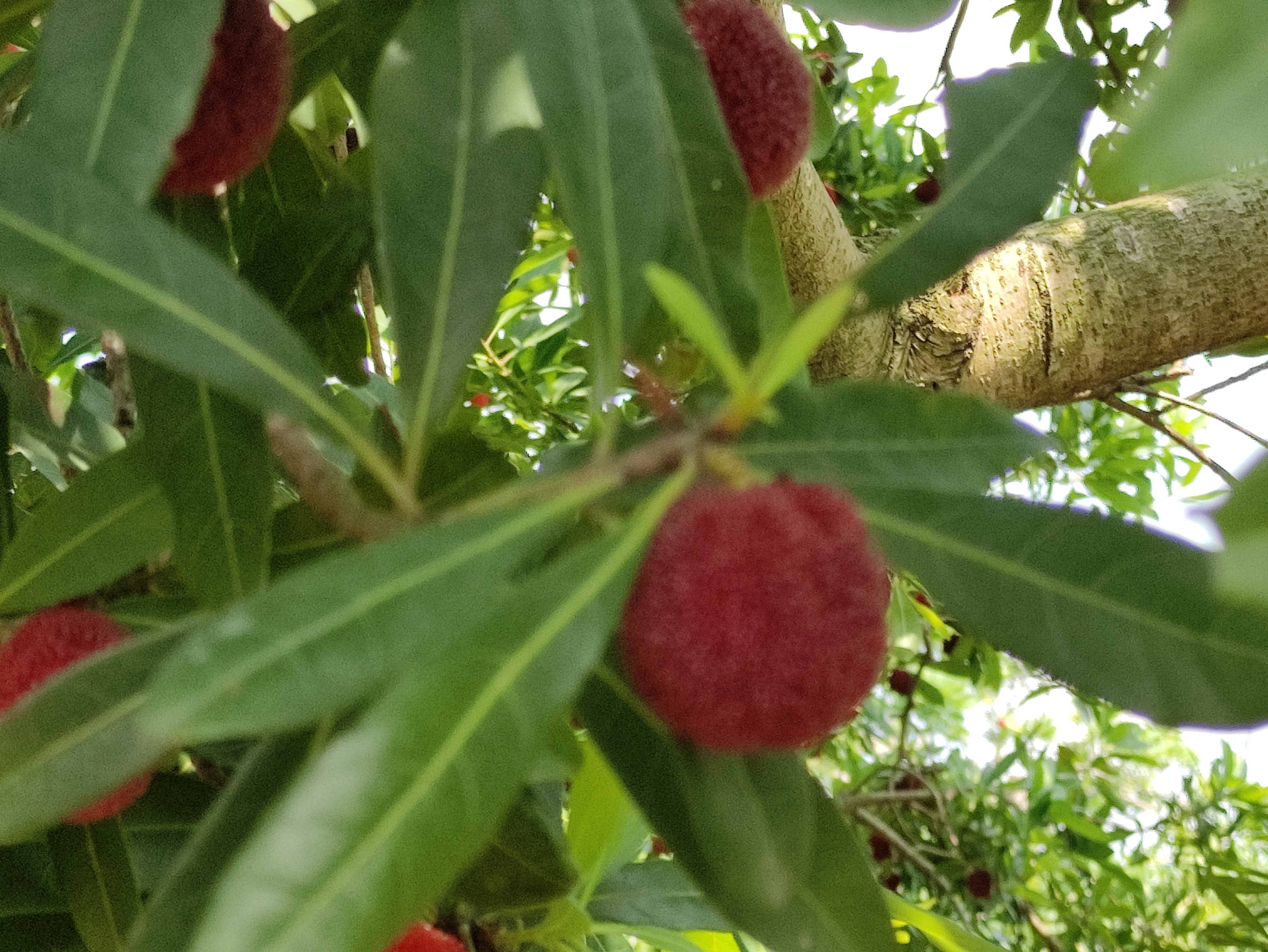 苏州东山杨梅几月份成熟,苏州东山杨梅还是西山杨梅好吃