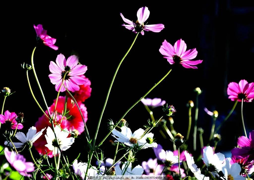 黄秋英也叫波斯菊吗,秋英和波斯菊一样吗