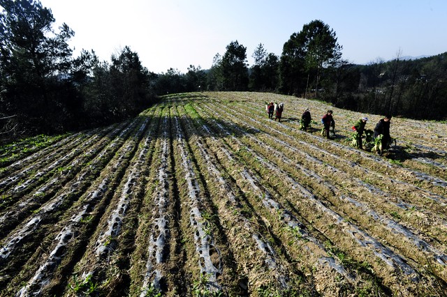 关于农村5个新政策,农村五大政策放宽官方文件