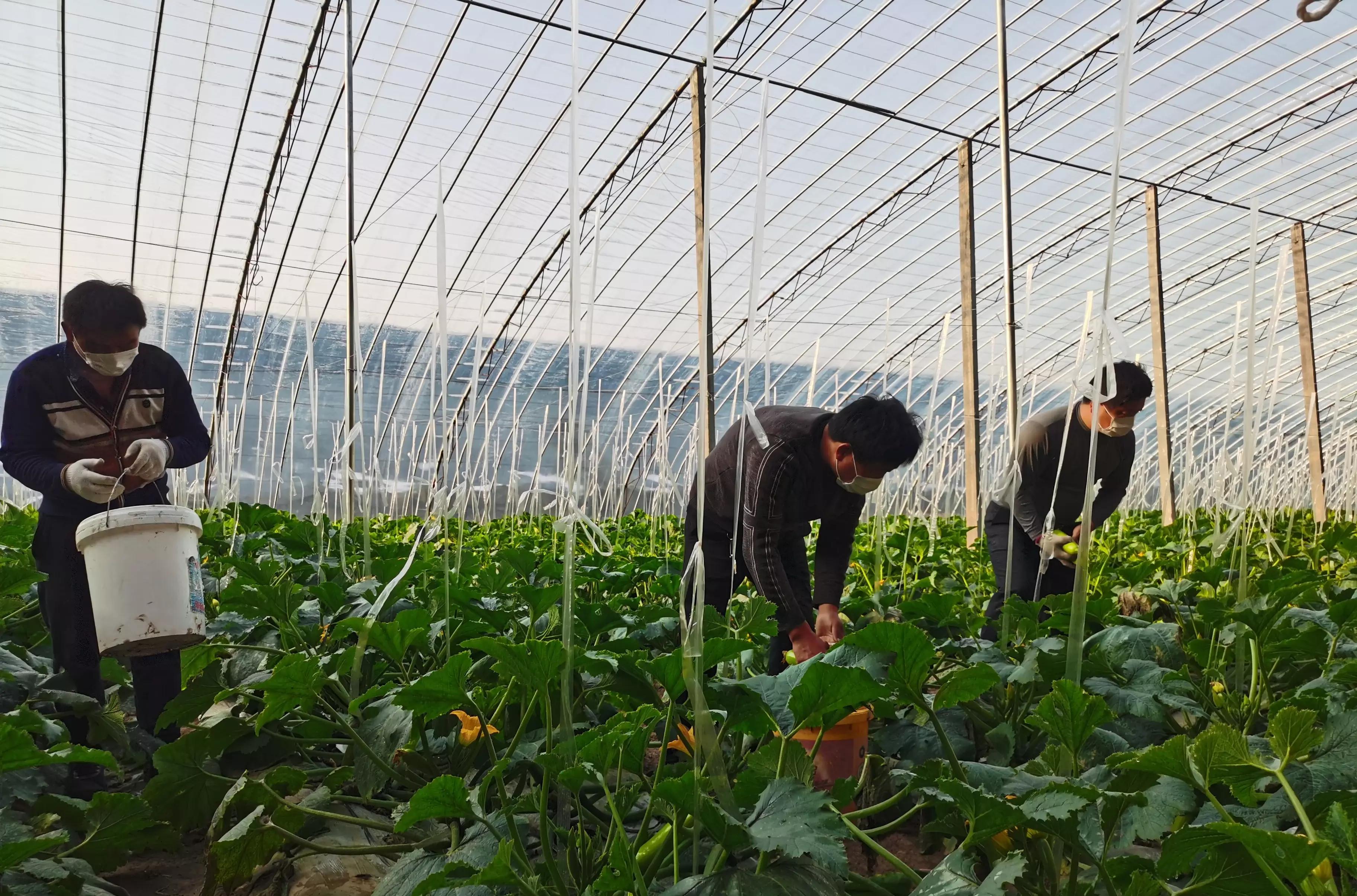 农村致富经2023新商机,8个农村创业致富的好项目