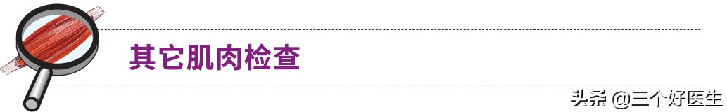 提上唇肌与颧小肌,颧小肌和上唇提肌怎么练