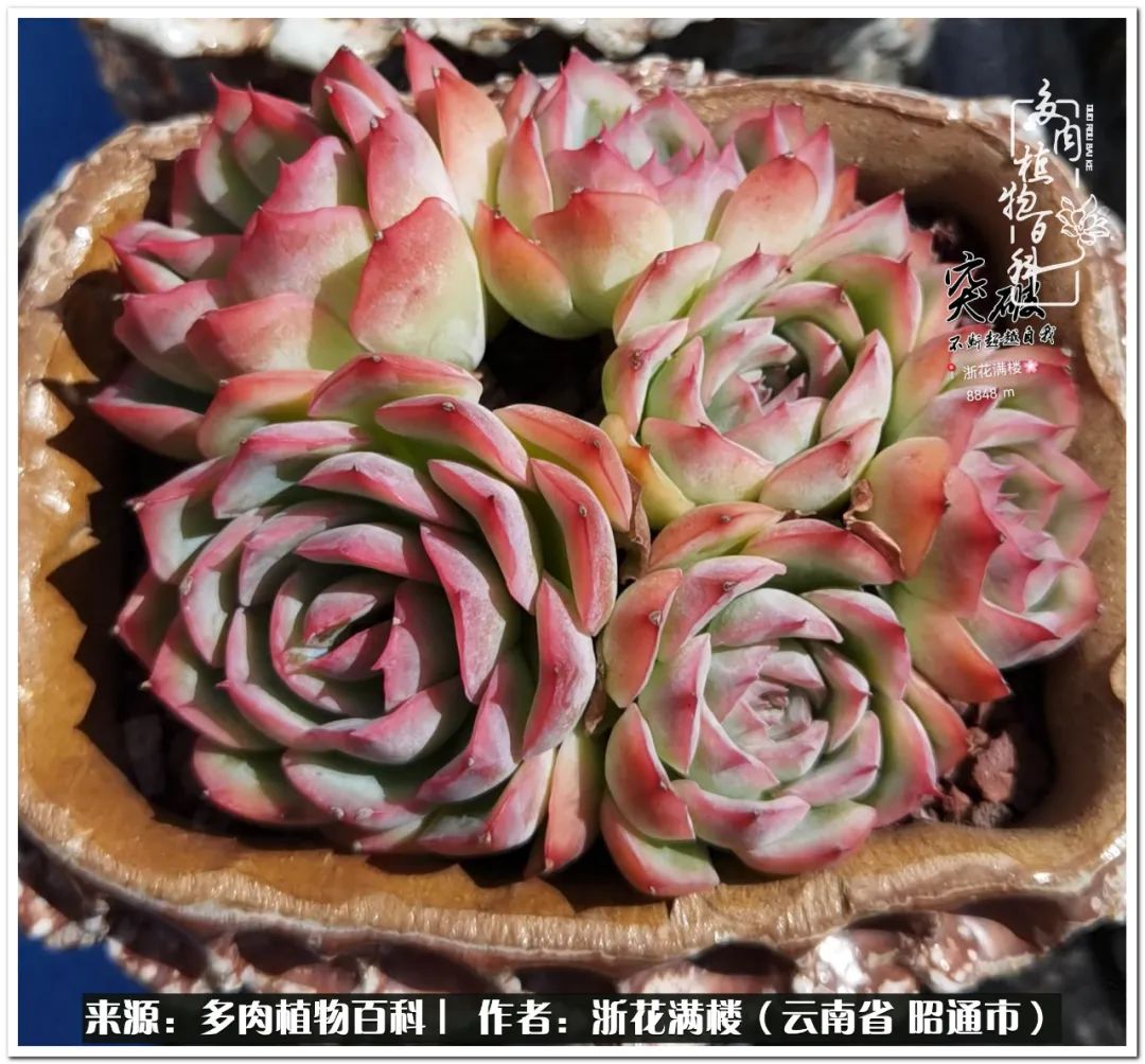 奔跑吧跑步,奔跑吧多肉盆栽