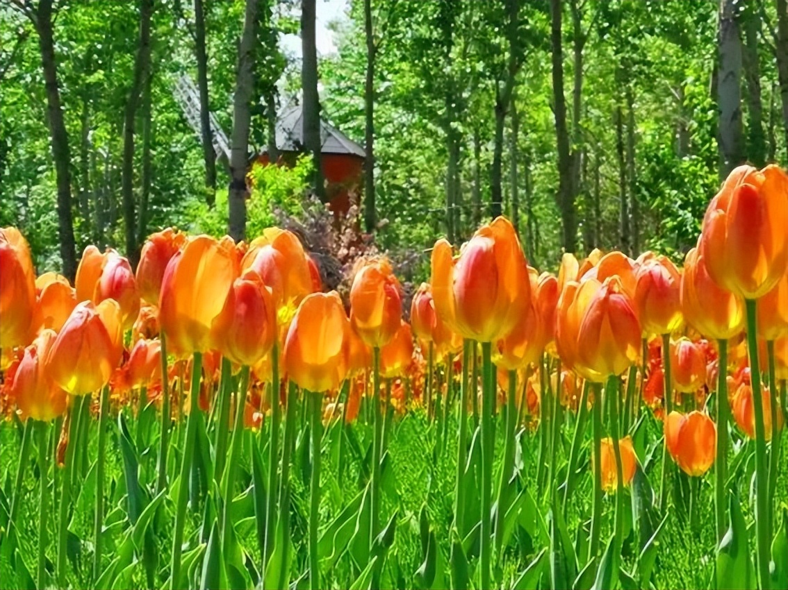 金达莱花盛开视频,延边金达莱盛开的地方