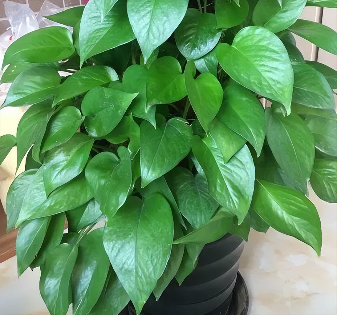 绿萝怎么养才能更旺盛浇什么水,绿萝水养的方法和注意事项