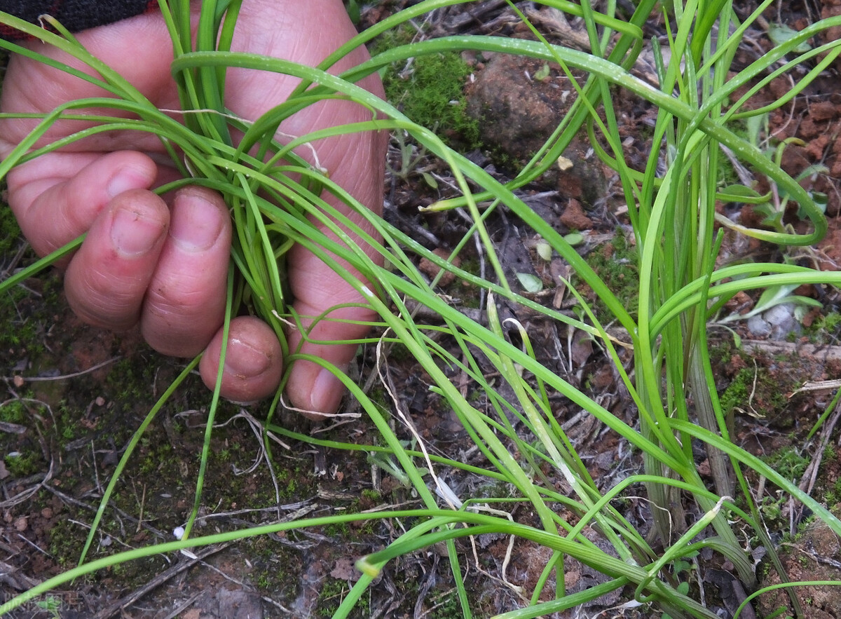 名字很土但很好吃的中国食物,名字不好听但却美味的野菜