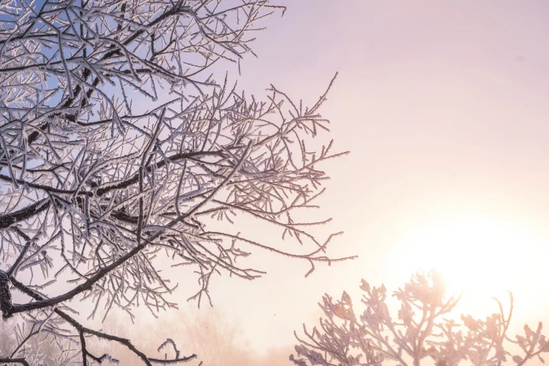 最美的雪诗100首,关于冬至梅花的诗句