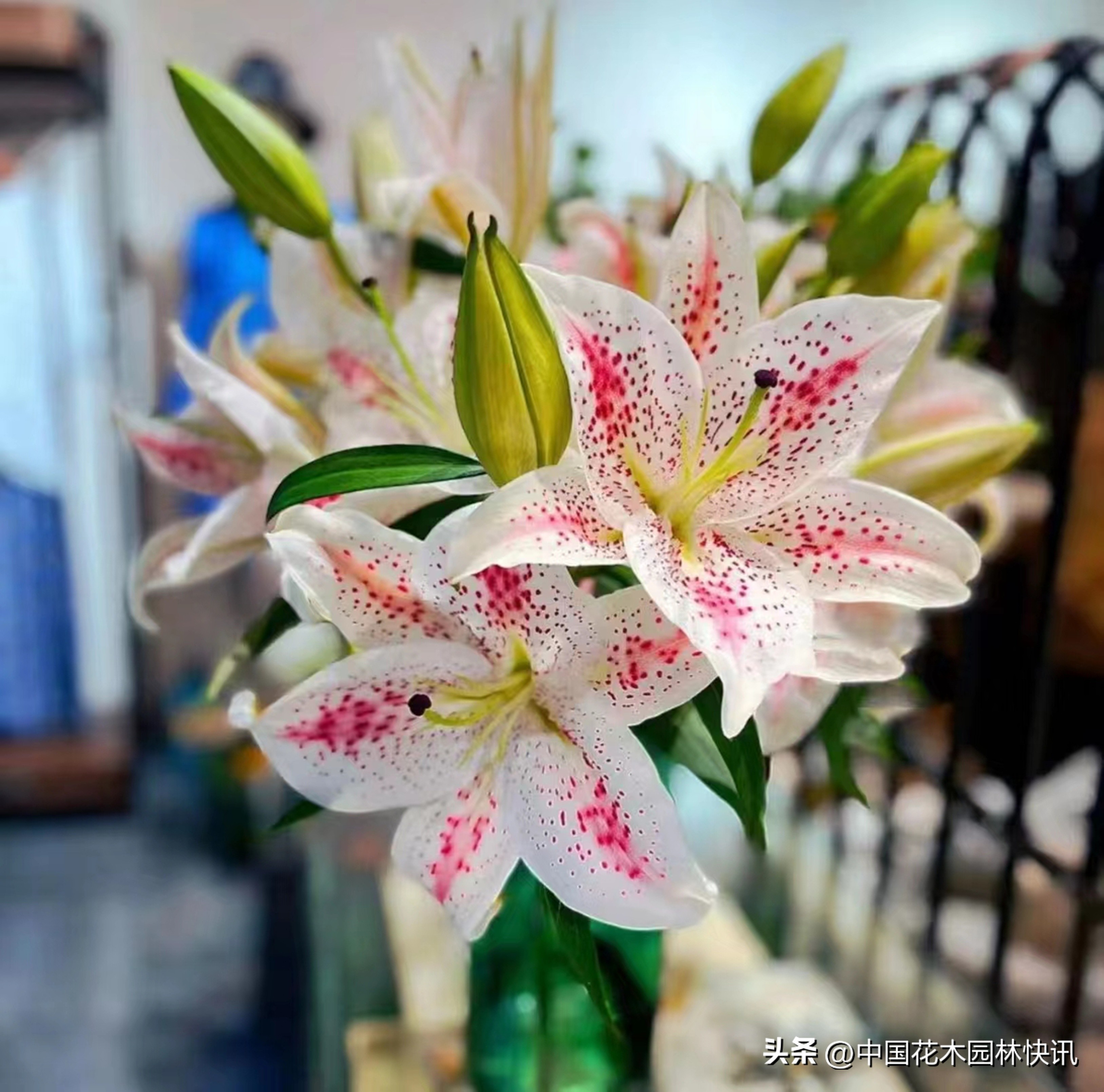 身残志坚百合王子余小龙上榜“大国农匠”