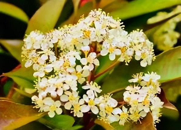 石楠花的气息是怎样的,解读石楠花