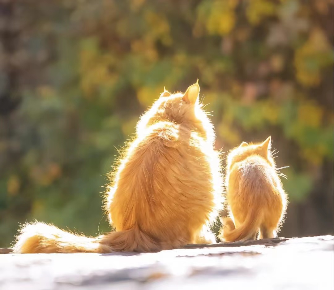 肤曲康治疗猫癣怎么样,猫癣宠物医院治疗费用